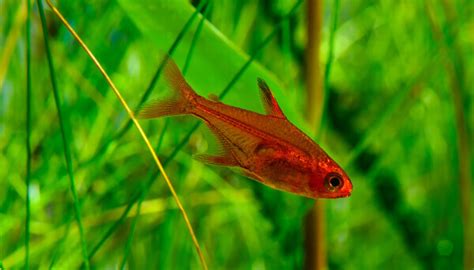 tuyo in english fish|how to care for tetras.